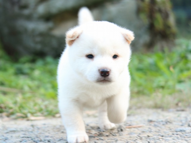 IMG_5078-shiba-puppy