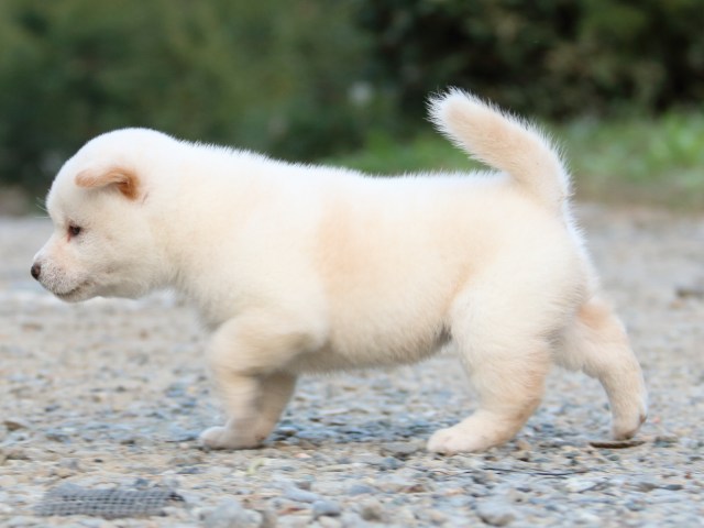 IMG_5093-shiba-puppy