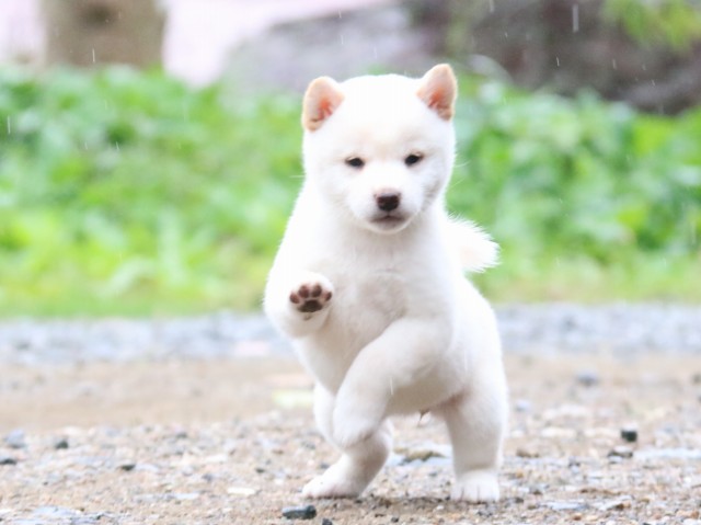 IMG_5907-shiba-puppy