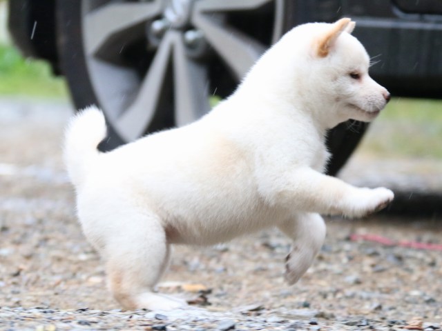 IMG_5945-shiba-puppy