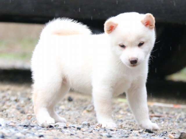 IMG_5964-shiba-puppy