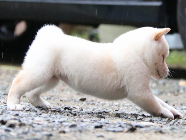 IMG_6045-shiba-puppy