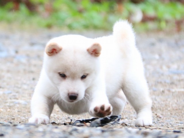 IMG_6072-shiba-puppy
