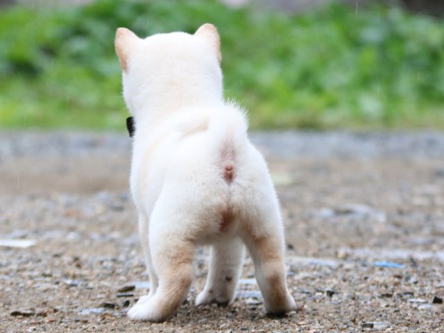 IMG_6116-shiba-puppy