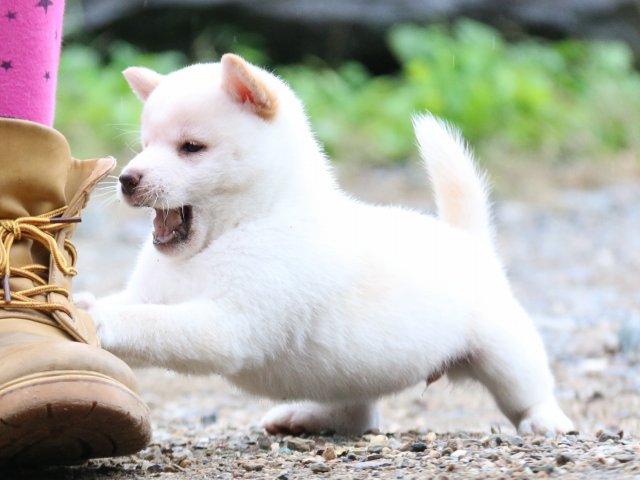 IMG_6199-shiba-puppy