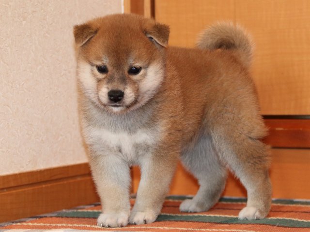 IMG_2705-shiba-puppy