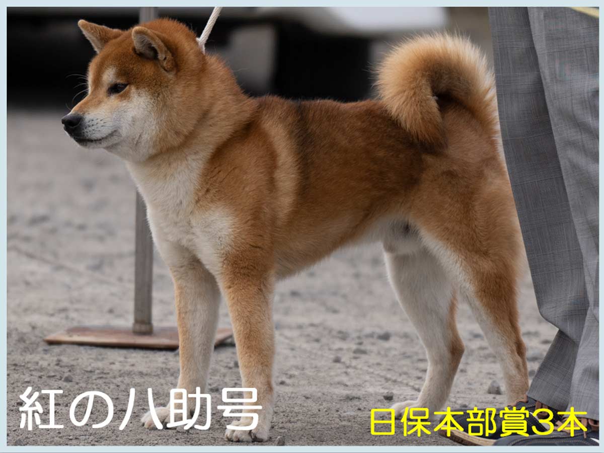 準最高賞 全国展 柴犬 | 【柴犬.net】柴犬専門ブリーダー・犬舎の子犬販売
