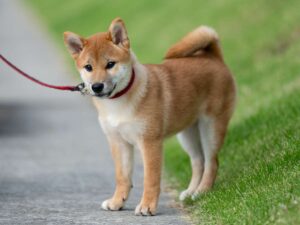 柴犬.net】柴犬専門ブリーダー・犬舎の子犬販売
