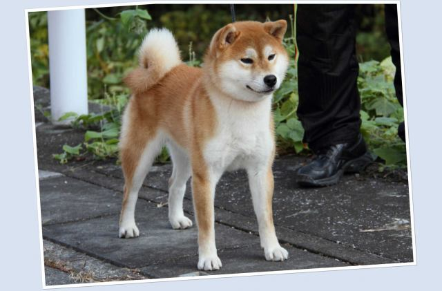 たぬき顔の柴　日本犬保存会（JKC）推奨