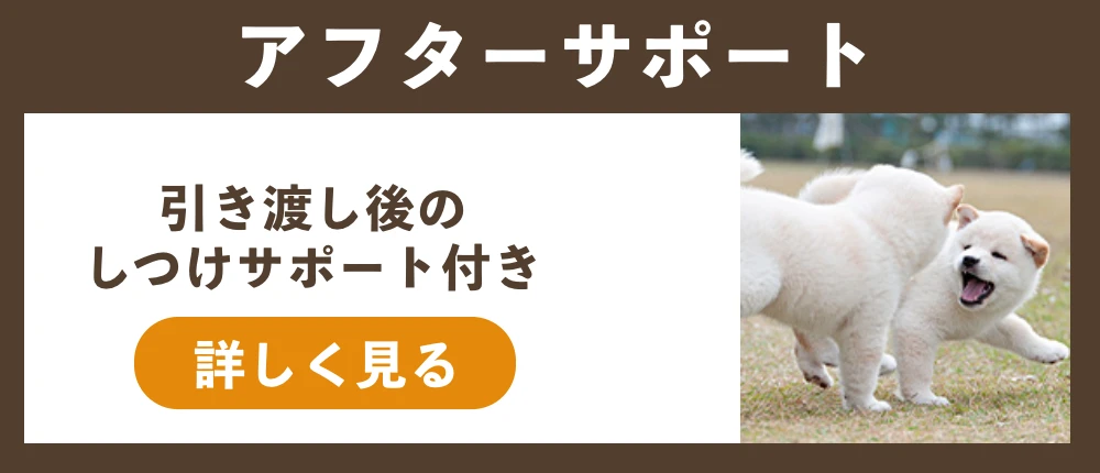 柴犬.net】柴犬専門ブリーダー・犬舎の子犬販売