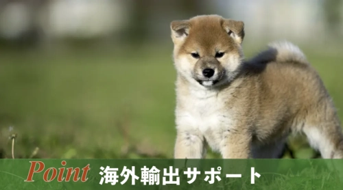 柴犬.net】柴犬専門ブリーダー・犬舎の子犬販売