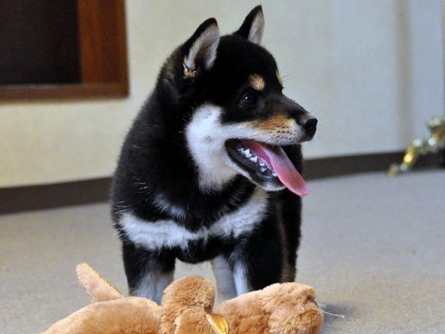 DSC_0004SHIBA DSC_0004SHIBA
