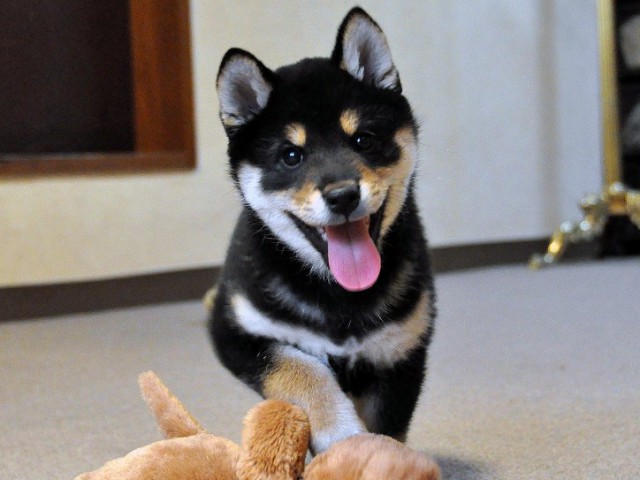 DSC_0009SHIBA DSC_0009SHIBA
