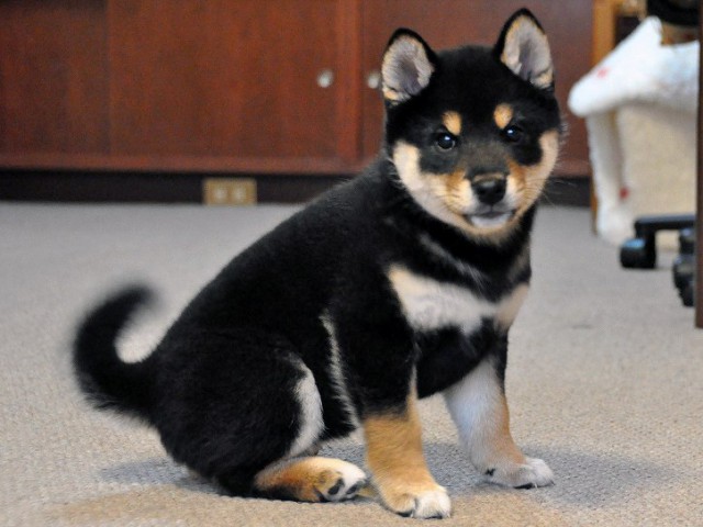 DSC_0017SHIBA DSC_0017SHIBA
