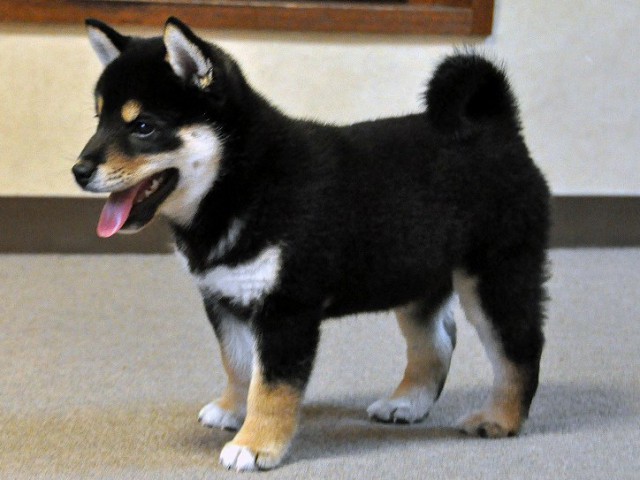 DSC_0027SHIBA DSC_0027SHIBA