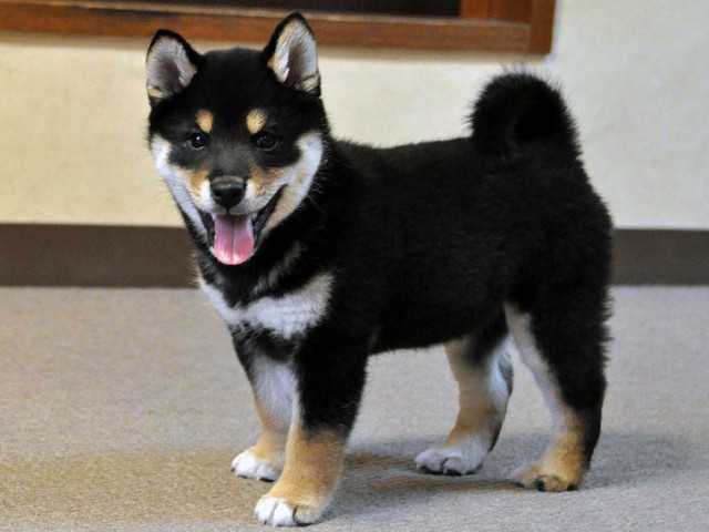 DSC_0030SHIBA DSC_0030SHIBA