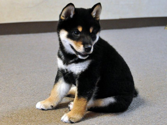 DSC_0041SHIBA DSC_0041SHIBA