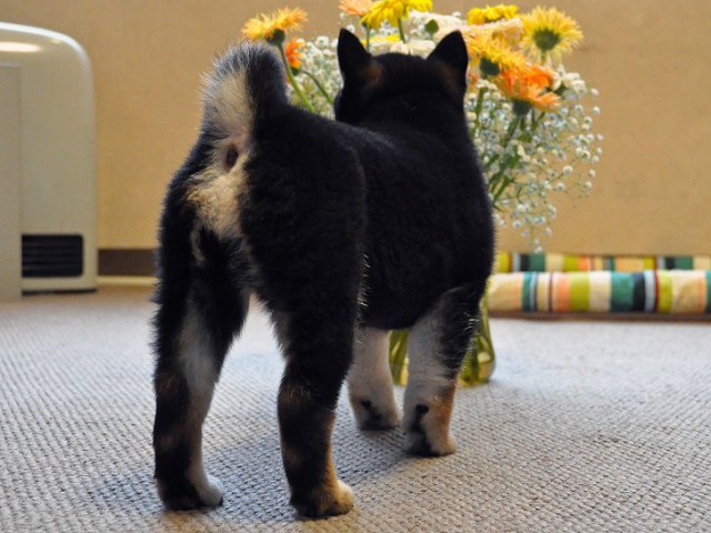 DSC_0043SHIBA DSC_0043SHIBA
