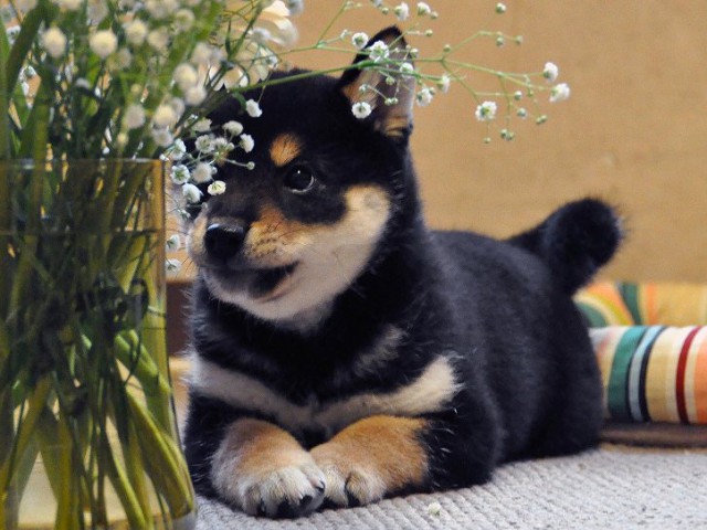 DSC_0099SHIBA DSC_0099SHIBA