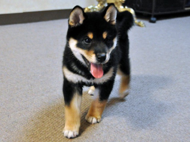 DSC_0113SHIBA DSC_0113SHIBA