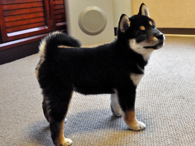 DSC_0115SHIBA DSC_0115SHIBA