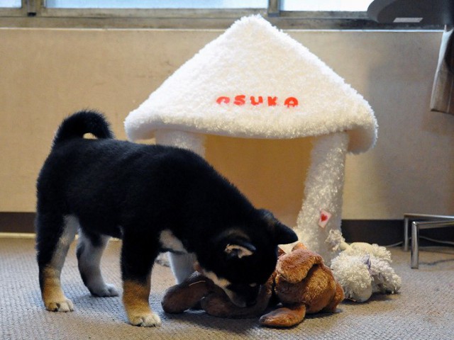DSC_0137SHIBA DSC_0137SHIBA