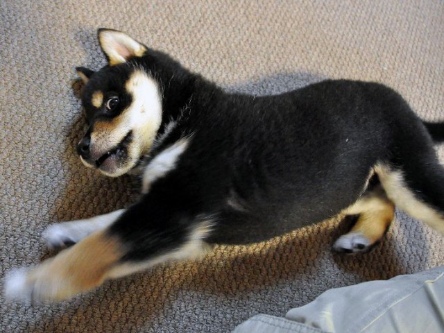 DSC_0153SHIBA DSC_0153SHIBA