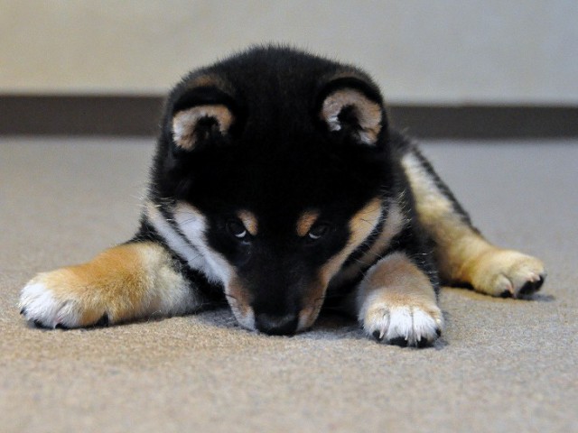 DSC_0157SHIBA DSC_0157SHIBA