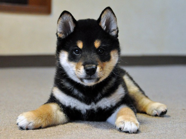 DSC_0160SHIBA DSC_0160SHIBA