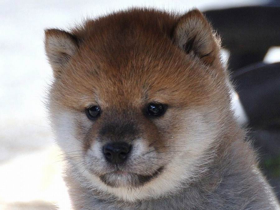 321shiba
