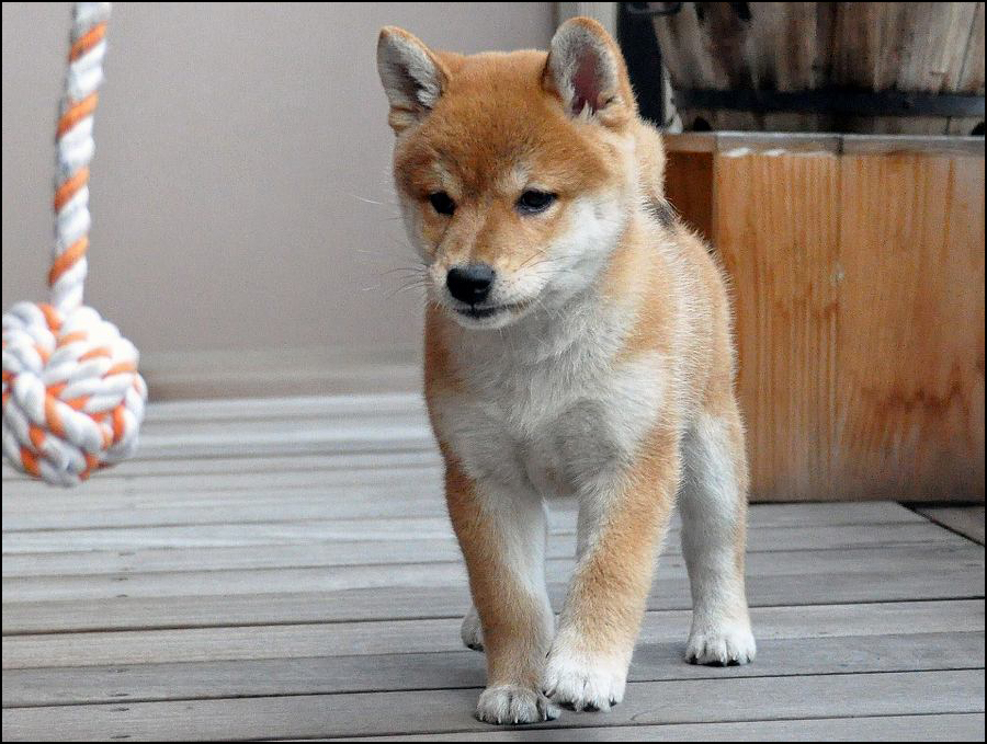 DSC_0041SHIBA