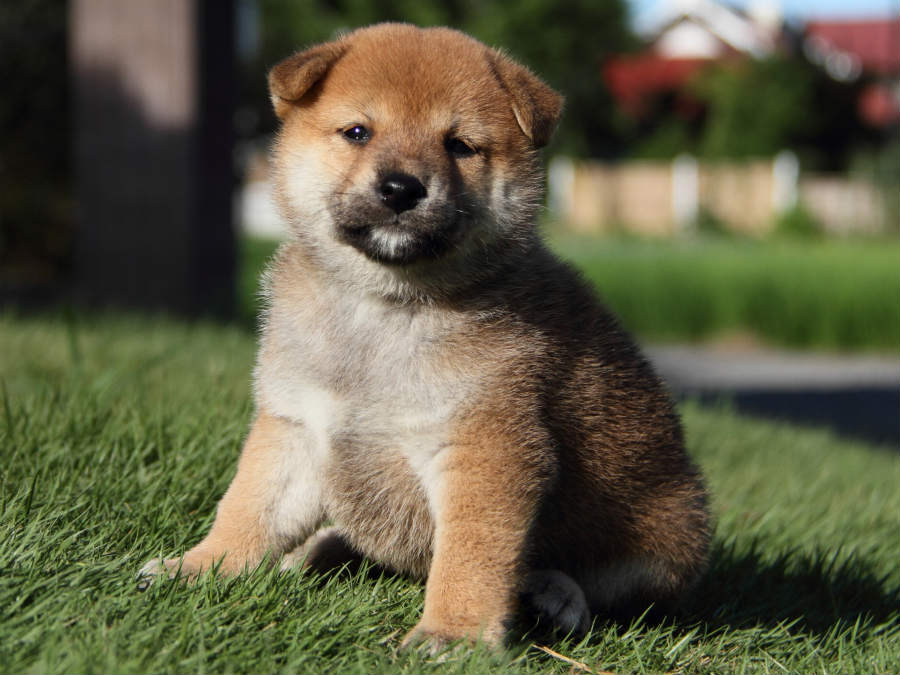 IMG_4973shiba