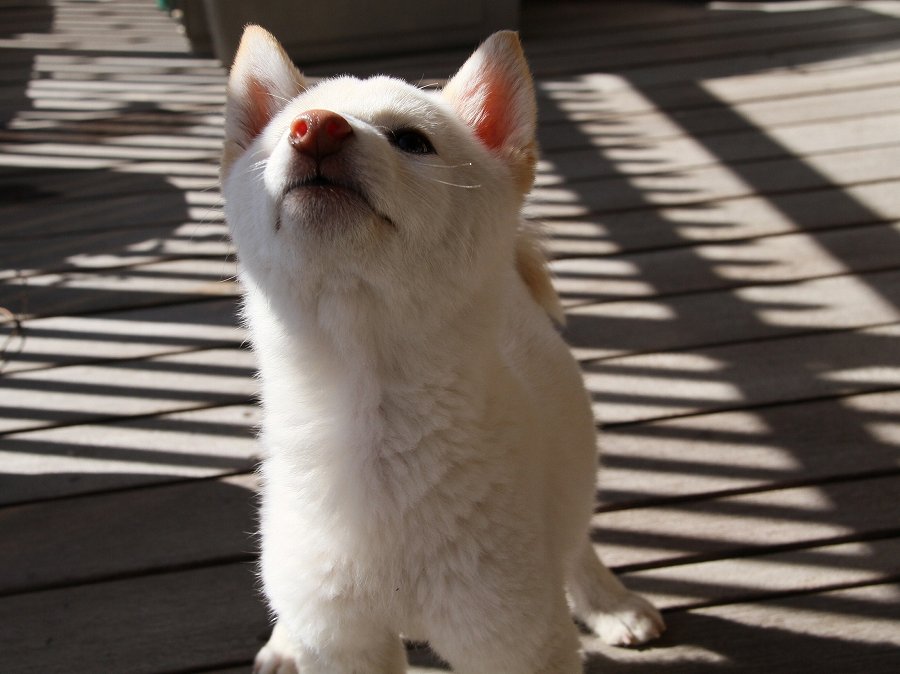 IMG_8376Shiba