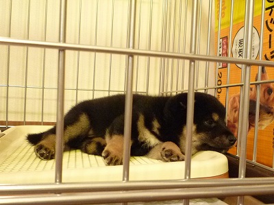 SHIBA409.6.4.7.13kuro-osu