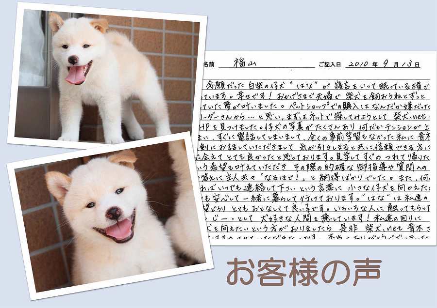 koe1-puppy