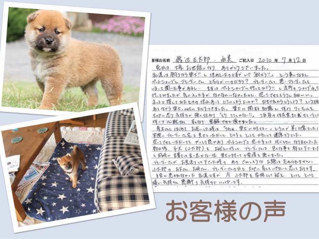 koe1-puppy koe1-puppy