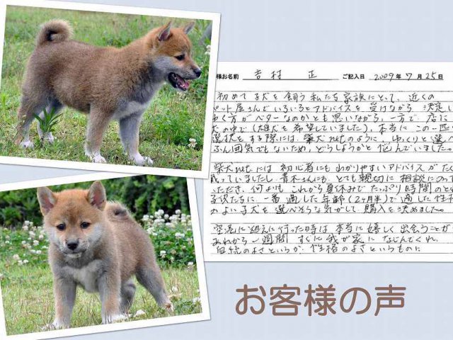 koe386-puppy koe386-puppy