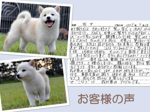 koe393-puppy koe393-puppy