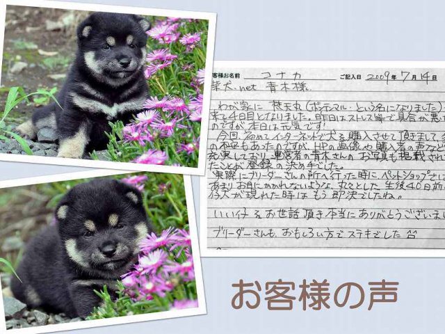 koe409-puppy koe409-puppy