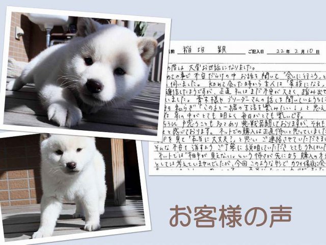 koe599-puppy koe599-puppy