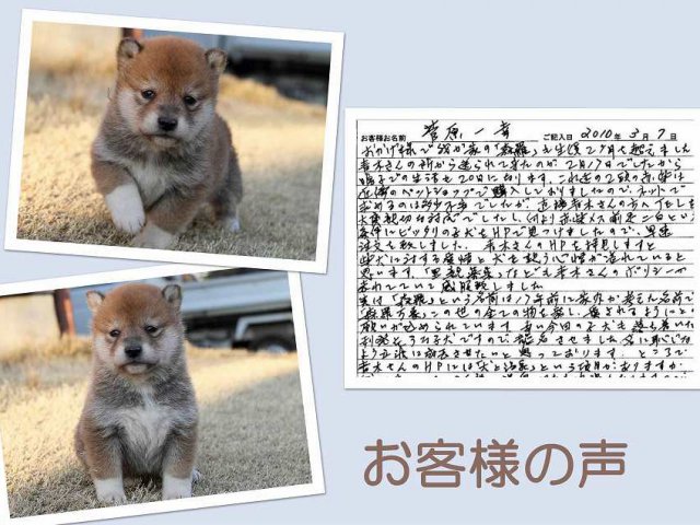 koe654-puppy koe654-puppy