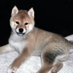 tanaka-photo2