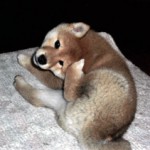 tanaka-photo3