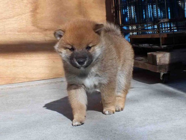DSCF2459-shibainu-koinu DSCF2459-shibainu-koinu