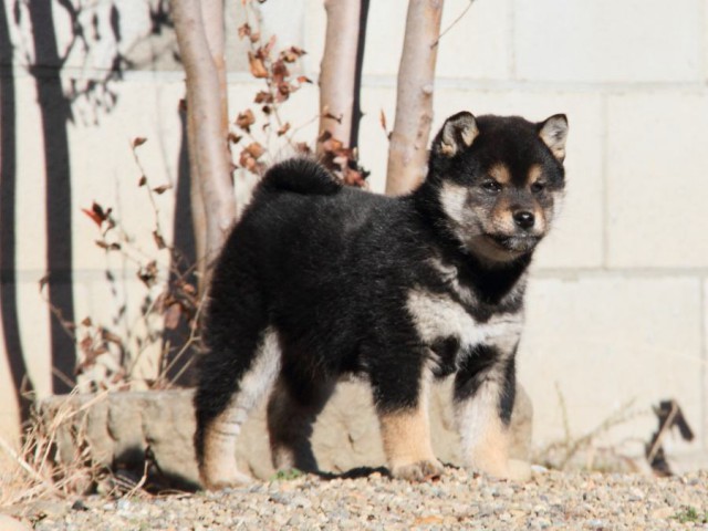 IMG_0026-shibainu-koinu IMG_0026-shibainu-koinu