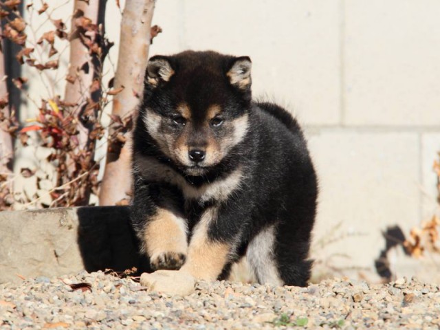 IMG_0031-shibainu-koinu IMG_0031-shibainu-koinu