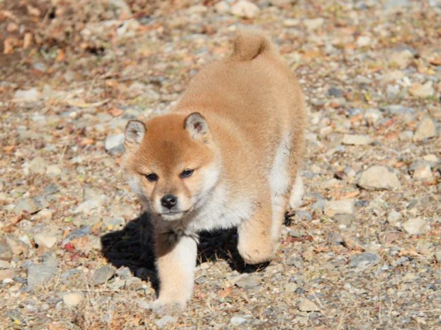 IMG_0060-shibainu-koinu IMG_0060-shibainu-koinu