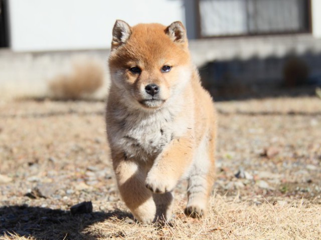 IMG_0075-shibainu-koinu IMG_0075-shibainu-koinu