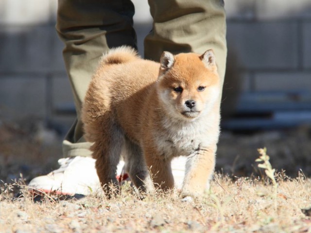 IMG_0083-shibainu-koinu IMG_0083-shibainu-koinu
