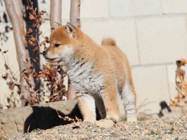 IMG_0102-shibainu-koinu IMG_0102-shibainu-koinu